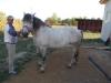 BRAILA(BRAILA) cai superbi de vanzare, , , 