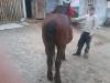BRAILA(BRAILA) vand 2 cai